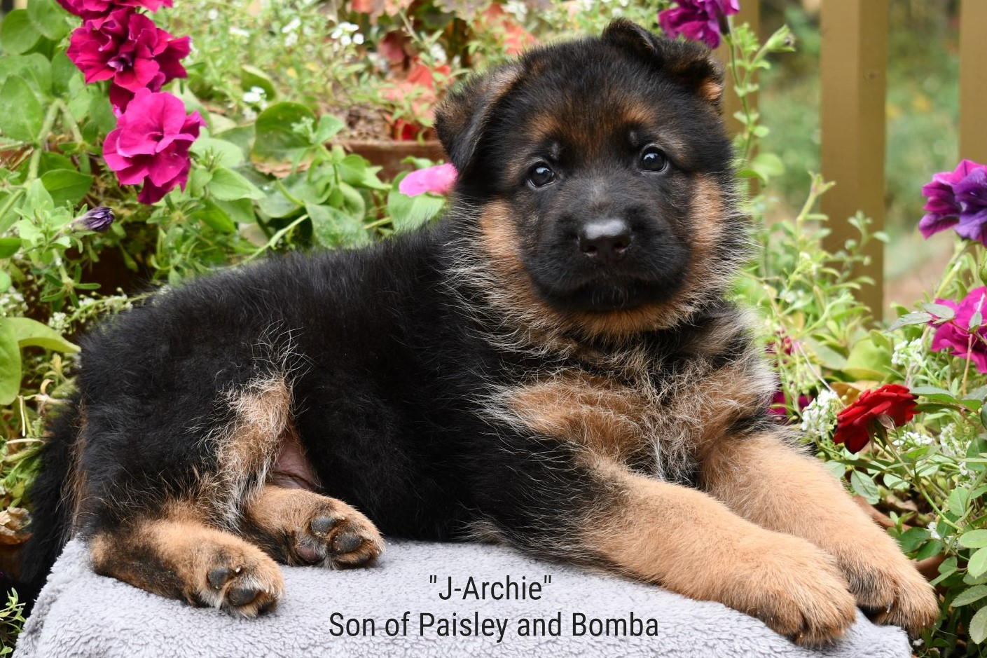 J-Archie Son of Paisley and Bomba