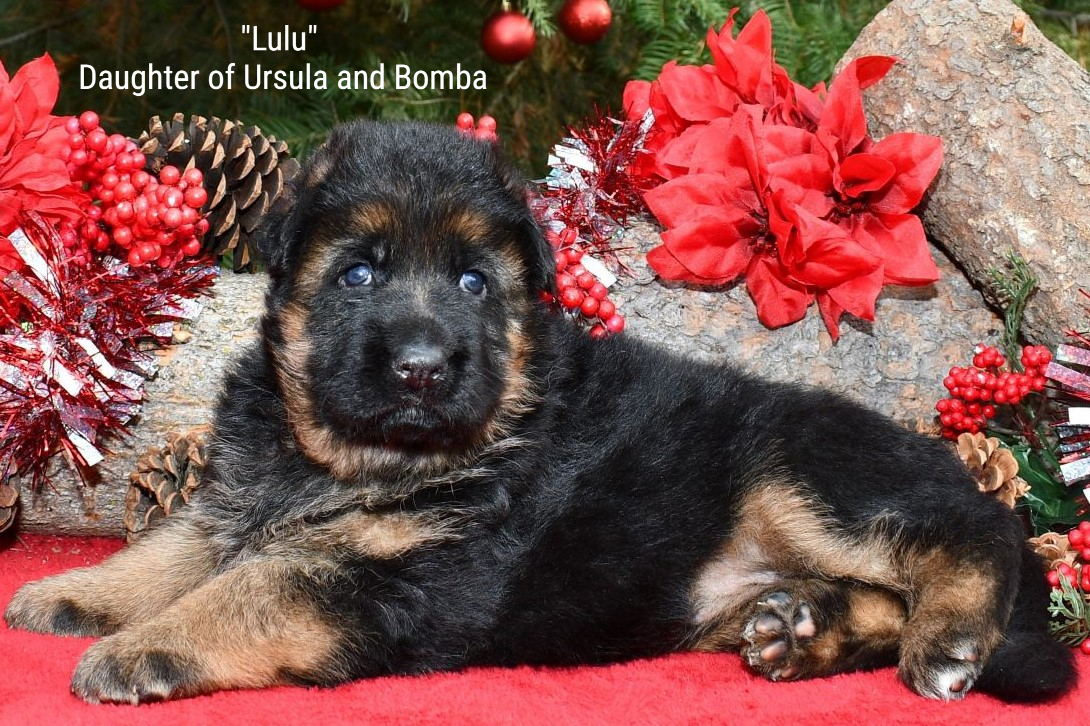 Lulu Daughter of Ursula and Bomba