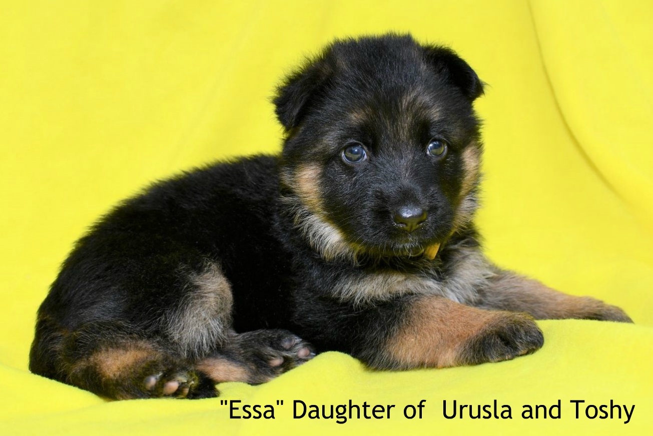 Essa Daughter of Urusla and Toshy