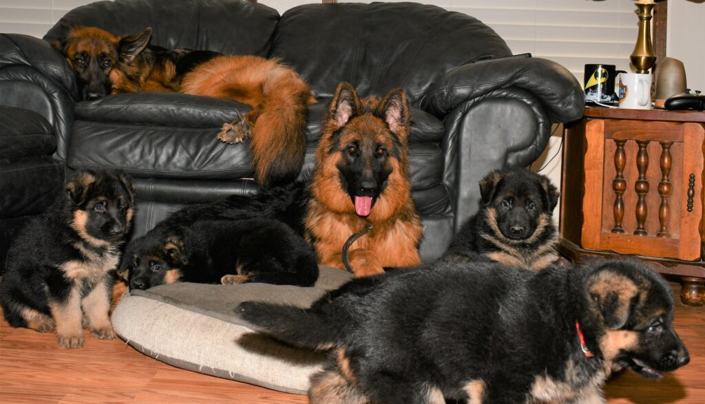 nnie and Hannah Socializing with our puppies. (3)