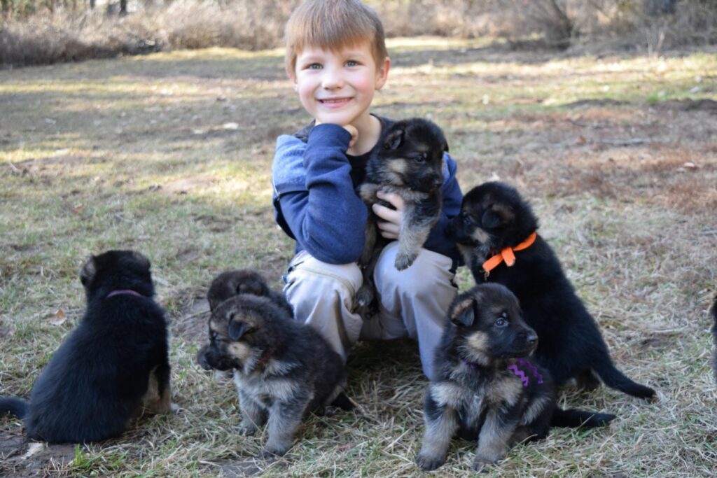 Keltin with puppies