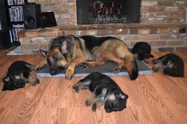 how big of a whelping box for a german shepherd