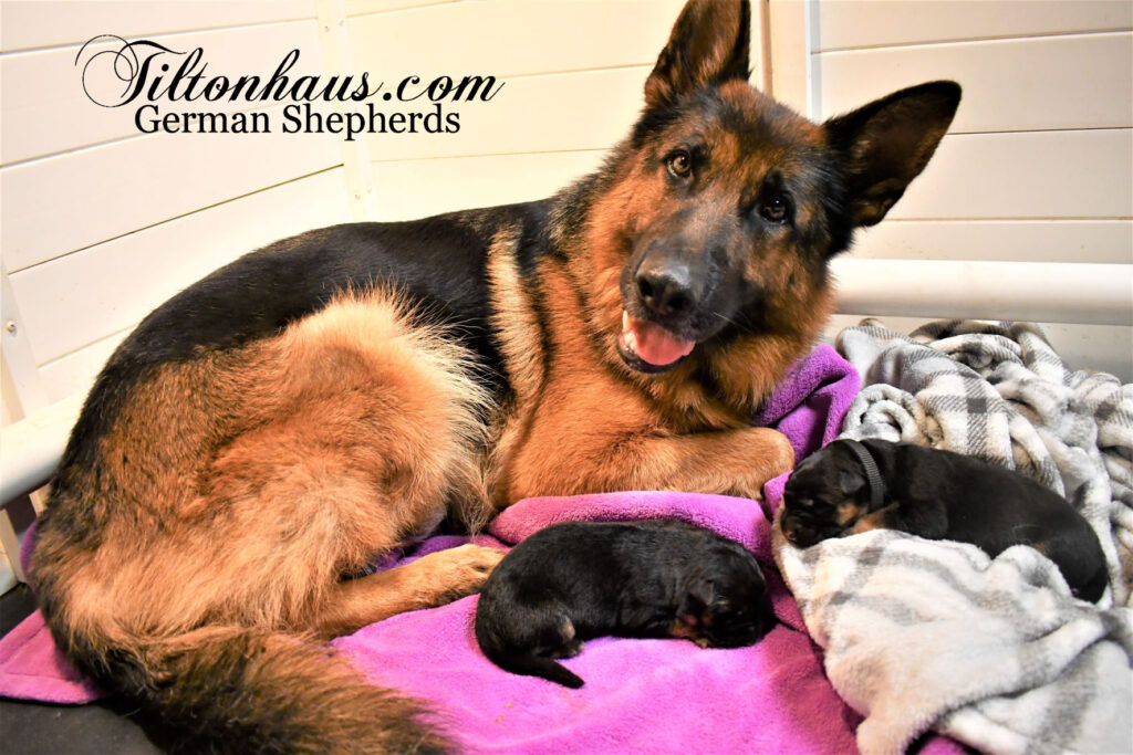 how many puppies can a german shepherd have first litter