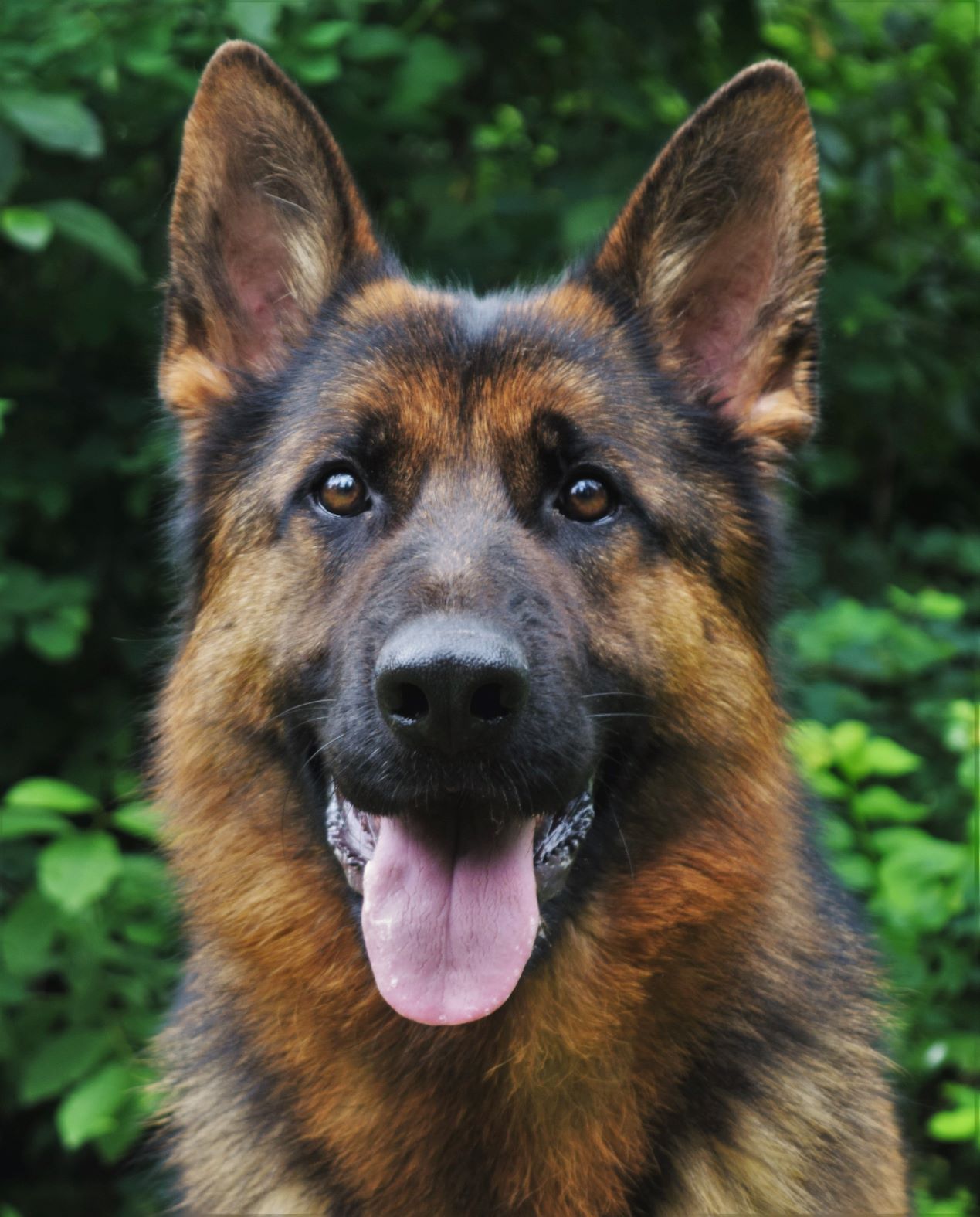 Lexi vom Tiltonhaus CGC, CGCA, CGCU, SCN, TKN – Tiltonhaus German Shepherds