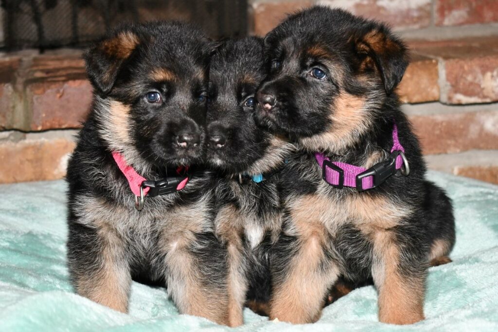 Ursula and Toshy Puppies