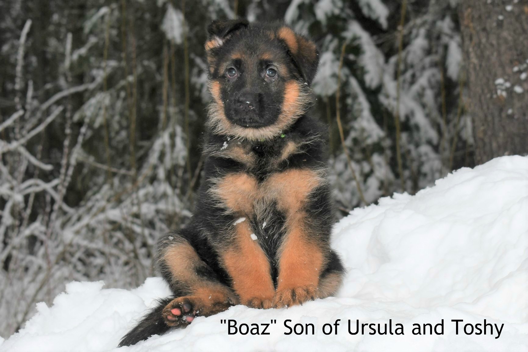 Boaz Son of Ursula and Toshy (2)