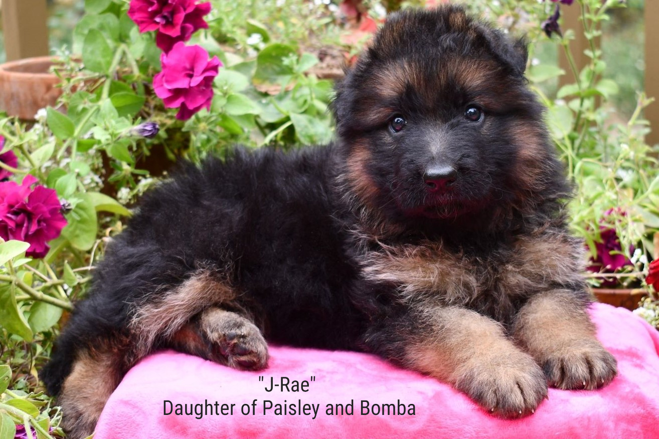 J-Rae Daughter of Paisley and Bomba