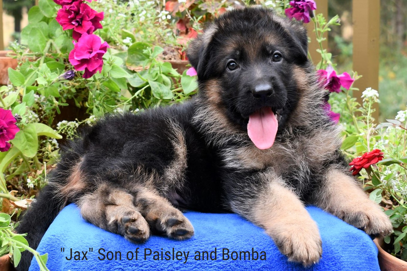 Jax Son of Paisley and Bomba
