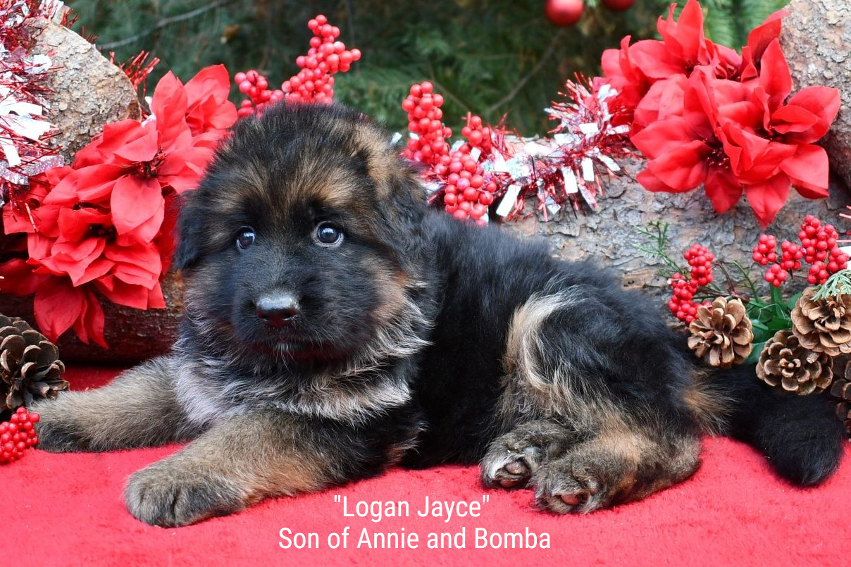 Logan Jayce Son of Annie and Bomba