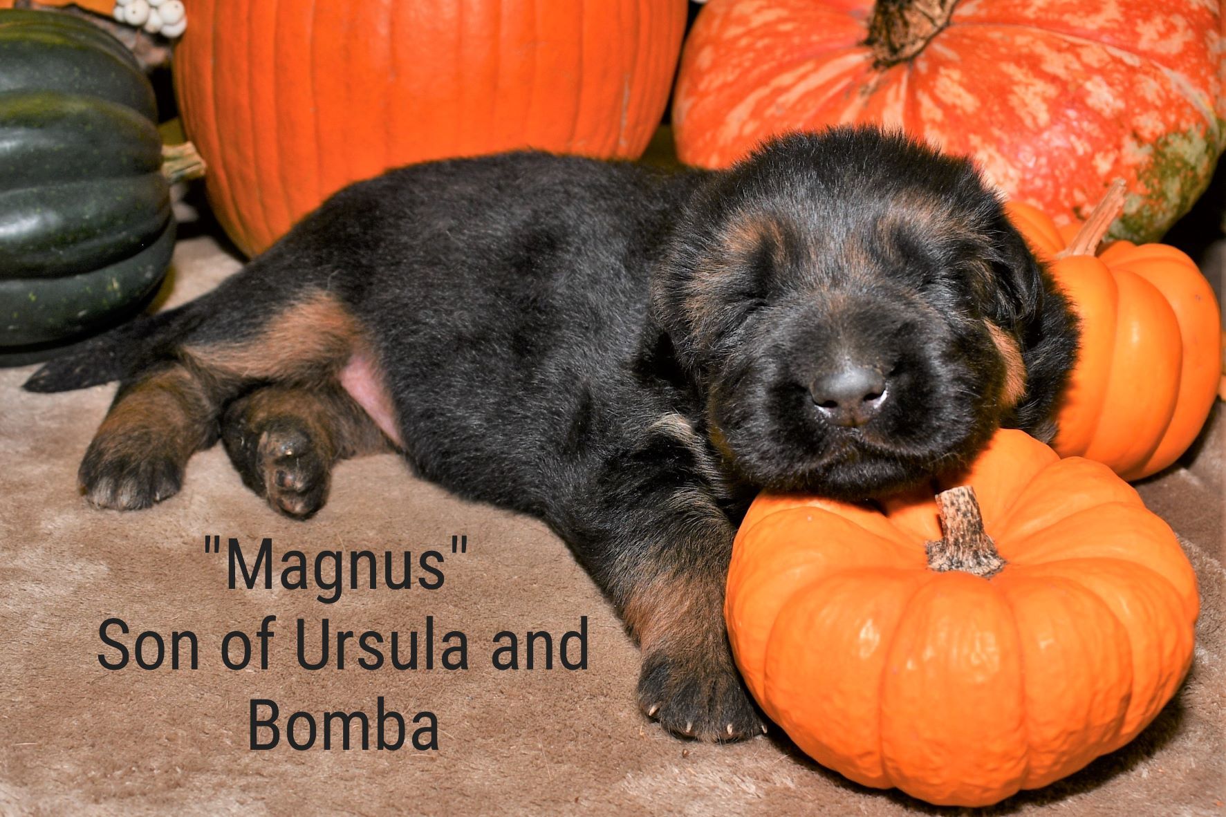 Magnus_ Son of Ursula and Bomba