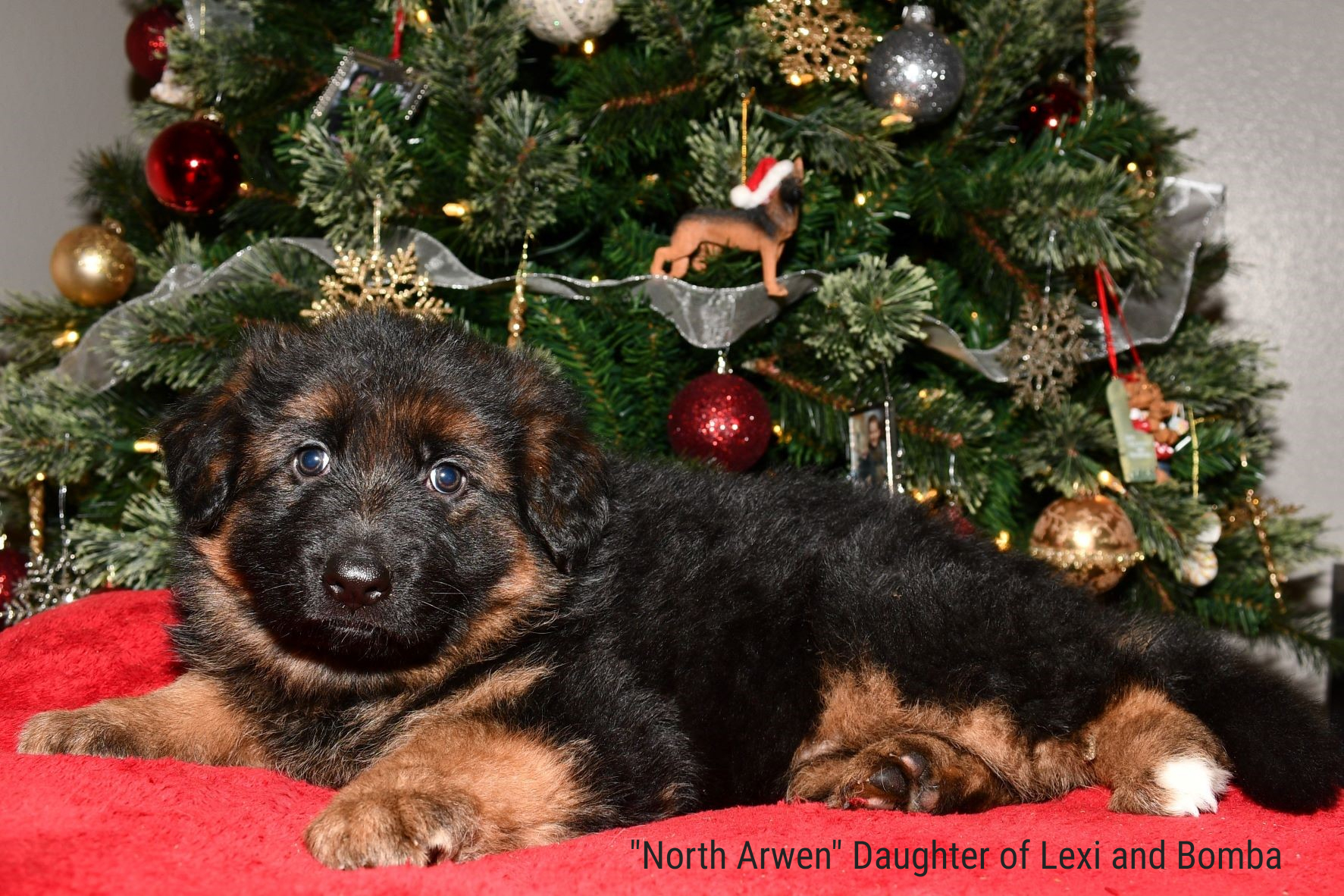 North Arwen Daughter of Lexi and Bomba