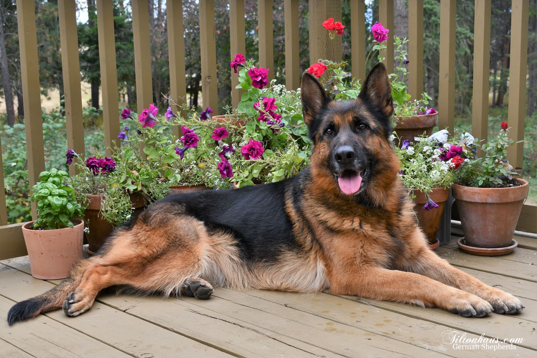 Lexi laying by flowers