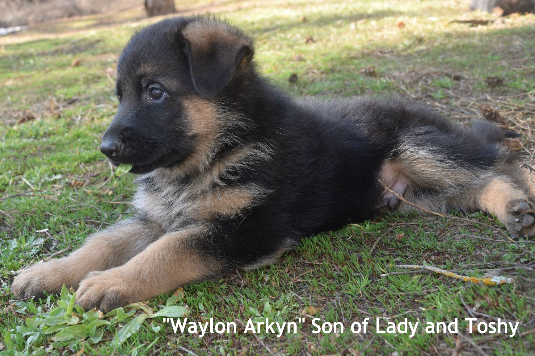 Waylon Arkyn Son of Lady and Toshy 2