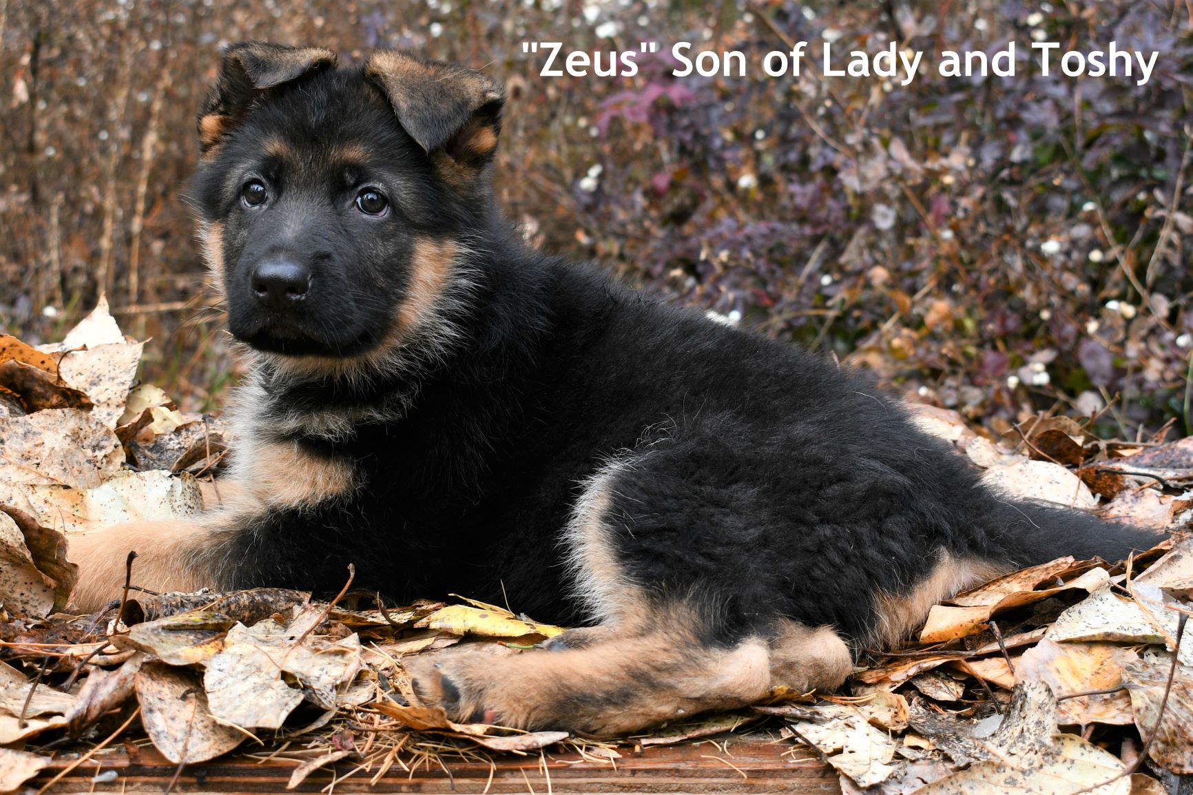 Zeus Son of Lady and Toshy w (2)