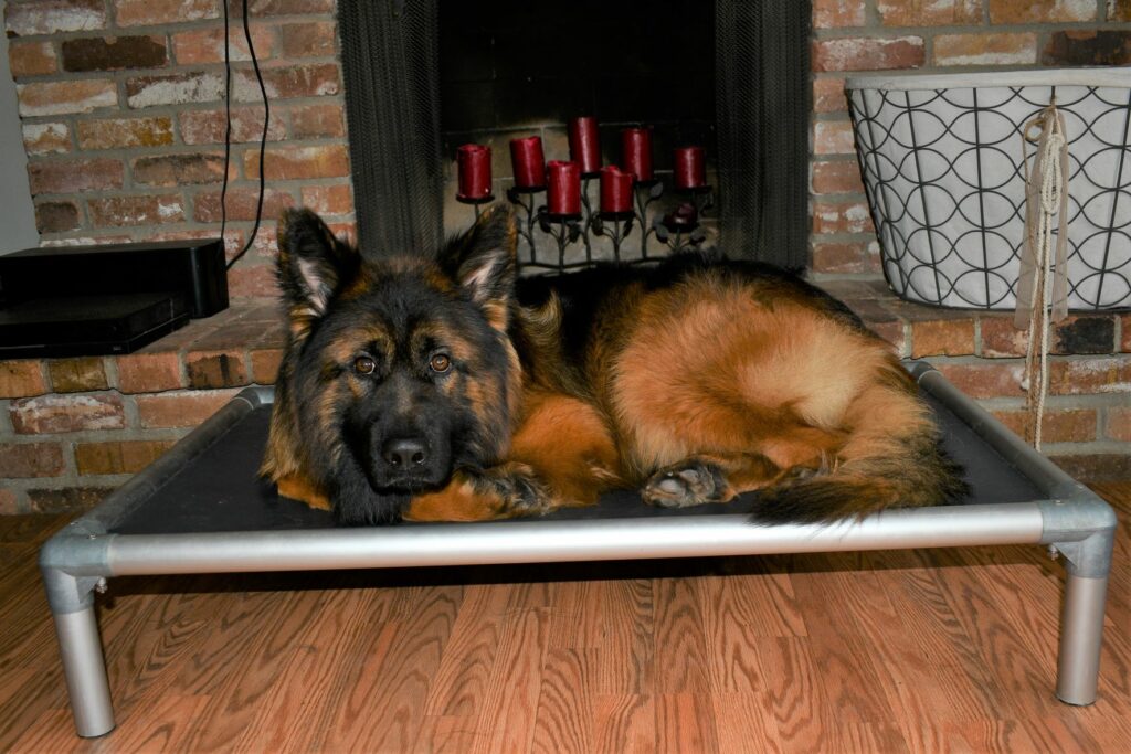 Kuranda pet outlet bed