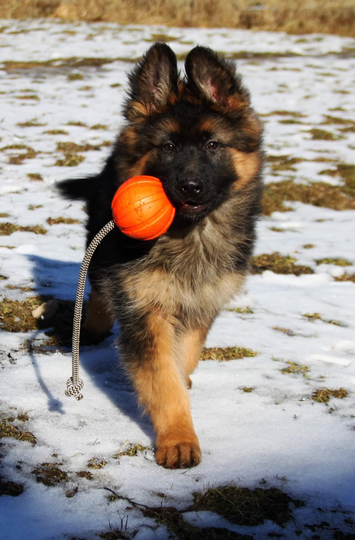 Defender Puppy with a ball