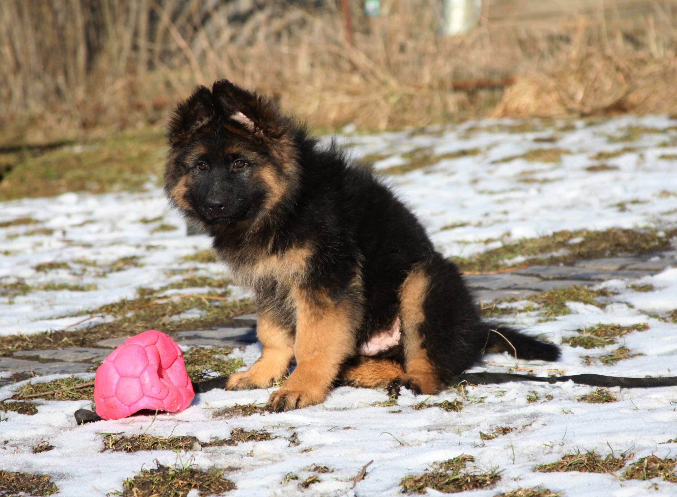 Defender Puppy looking at a ball