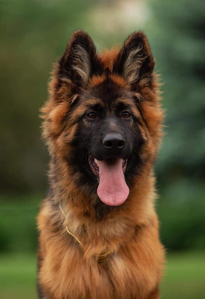 Defender puppy Head shot