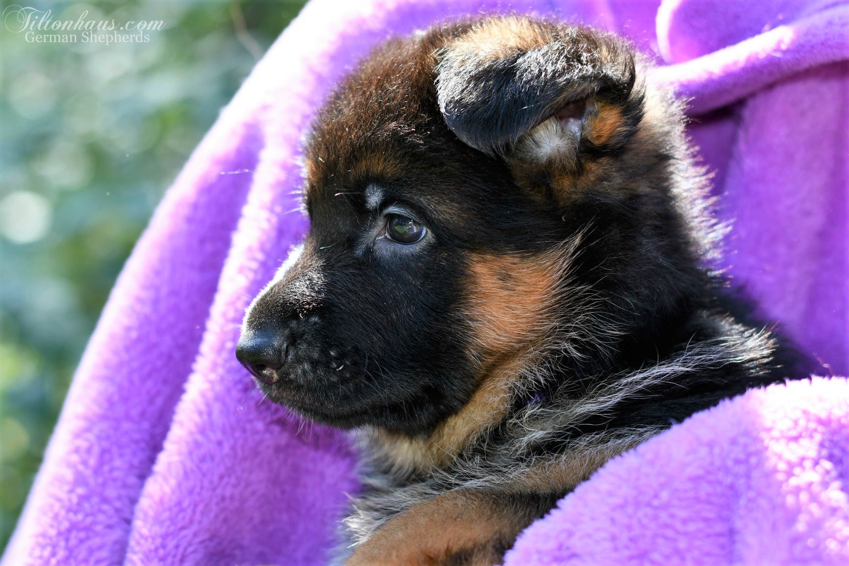 Purple Lexi puppy