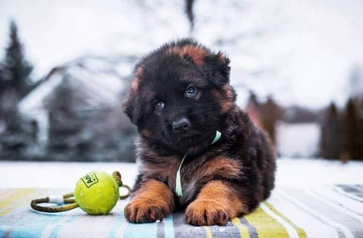  Defender little puppy