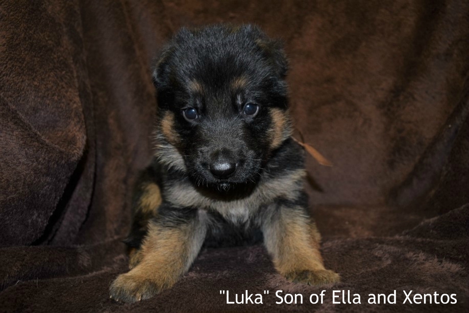 Luka Son of Ella and Xentos