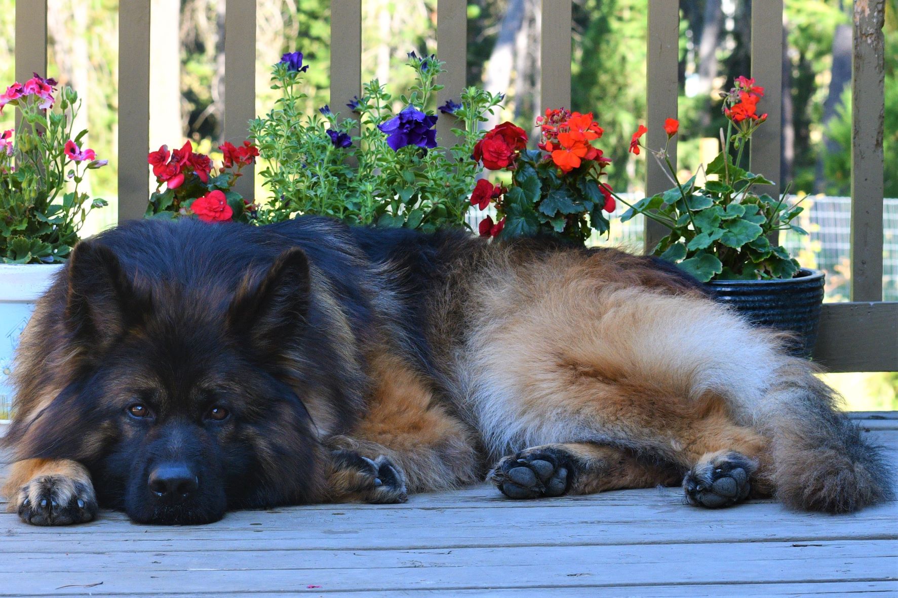 Defender laying down with flowers behind him