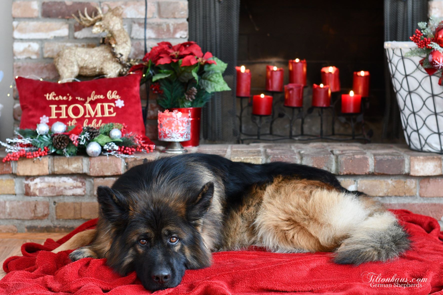 Defender Chirstmas 2022 Tiltonhaus German Shepherd