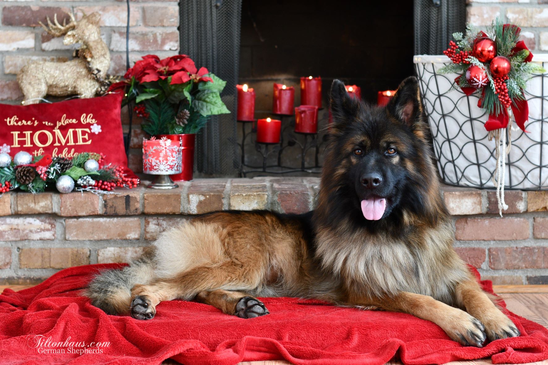 der Tiltonhaus German Shepherd Christmas 2022