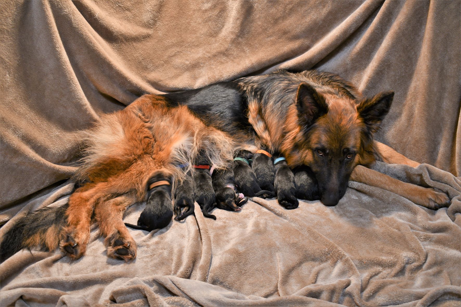 hannah with pups