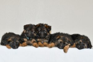 hannah puppies