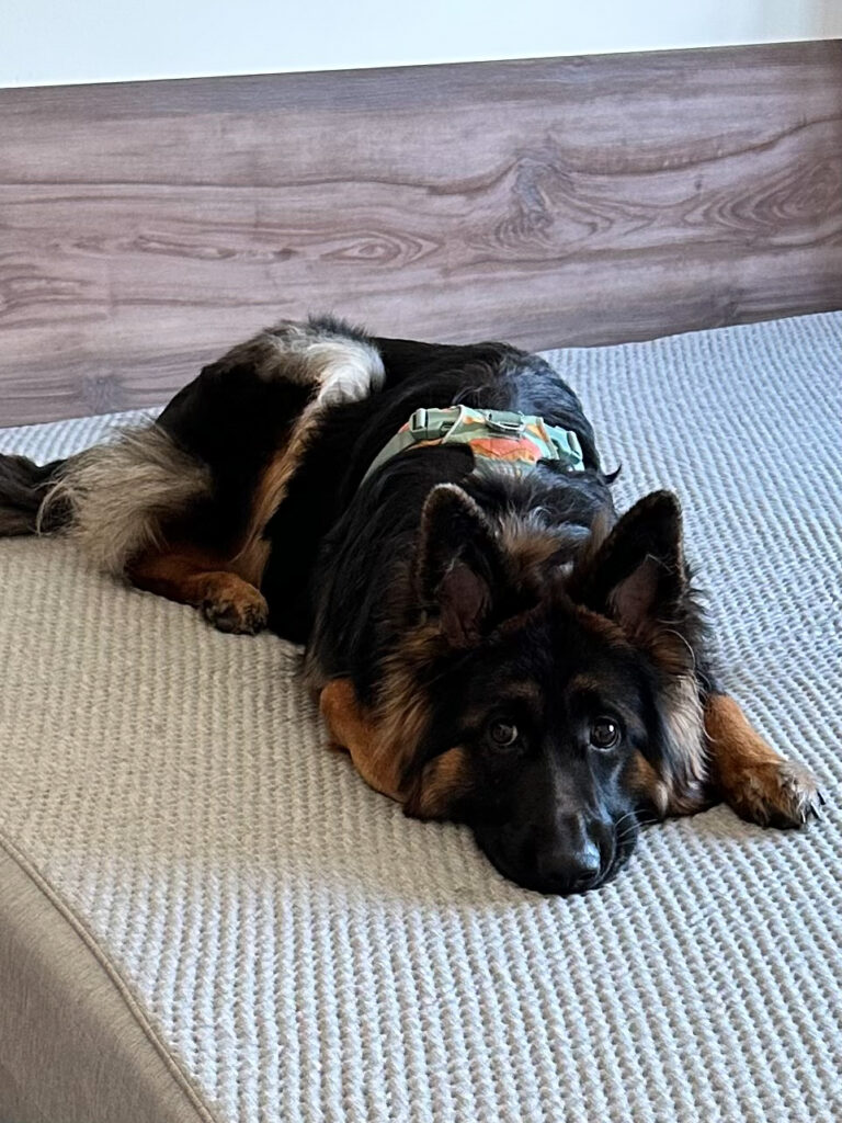 Black and red long hair german shepherd dog laying on bad.