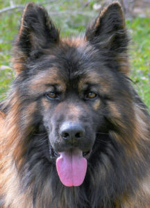 Long hair black and red german shepherd male head shot