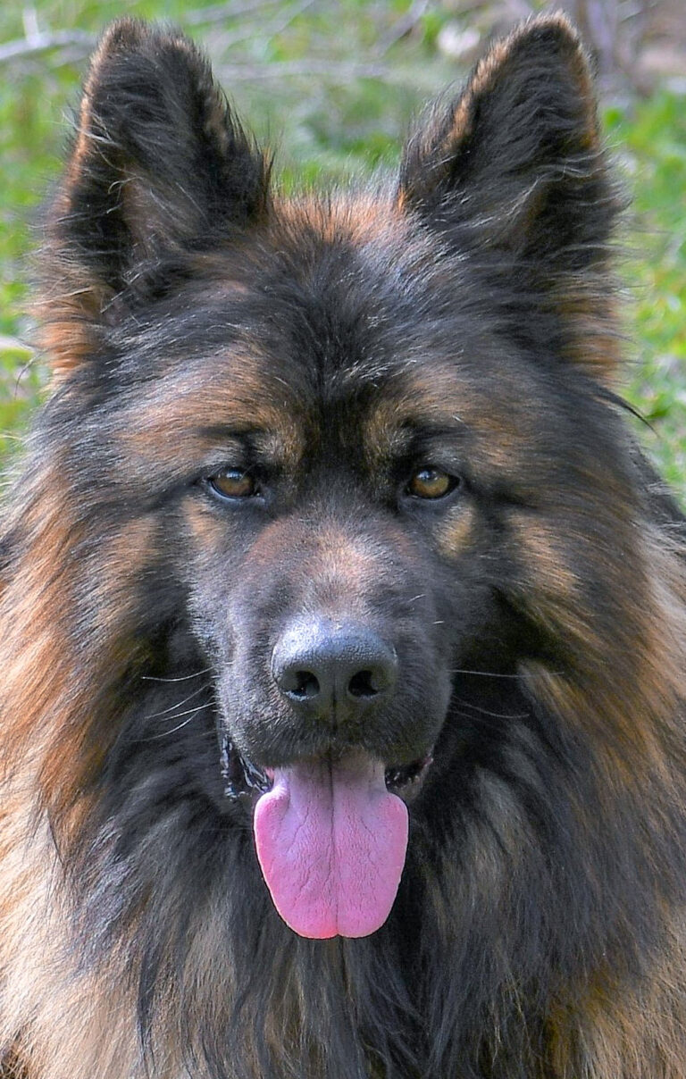 Long hair black and red german shepherd male head shot