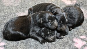 3 newborn black long coat german shepherd puppies