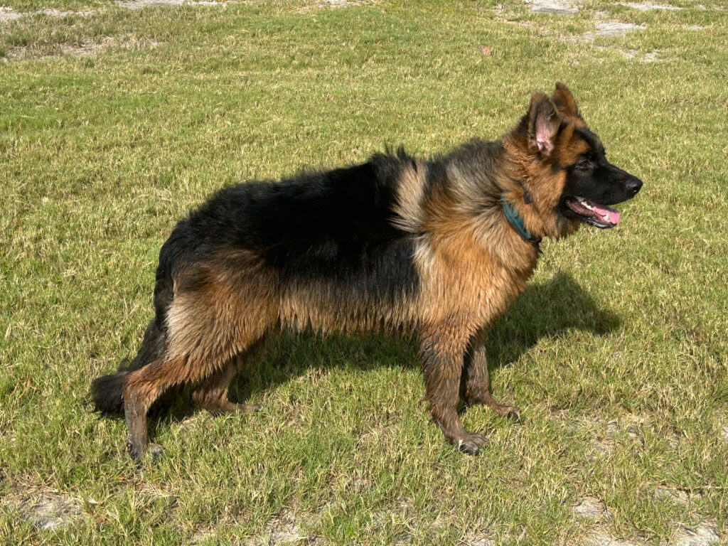 Long coat German Shepherd Dog standing in grass with mud on his legs.