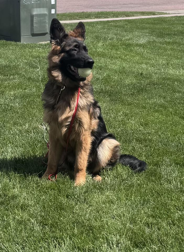 Long Coat Black and Red German Shepherd sitting holding a ball on the grass