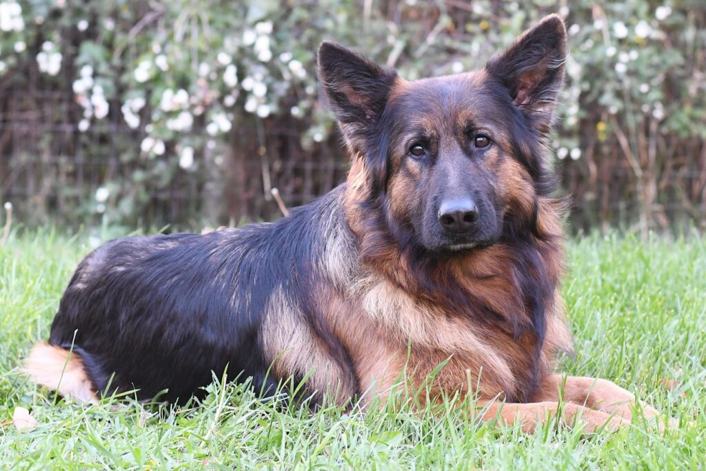 Wonder vom Tiltonhaus a Long Coat German Shepherd laying on grass