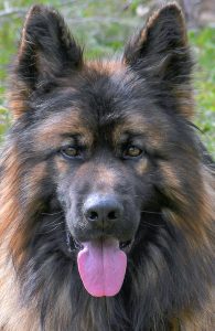 Long hair black and red german shepherd male head shot