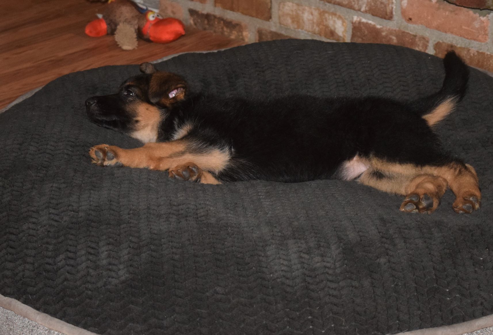 German Shepherd Puppy on Pillow tiltonhaus