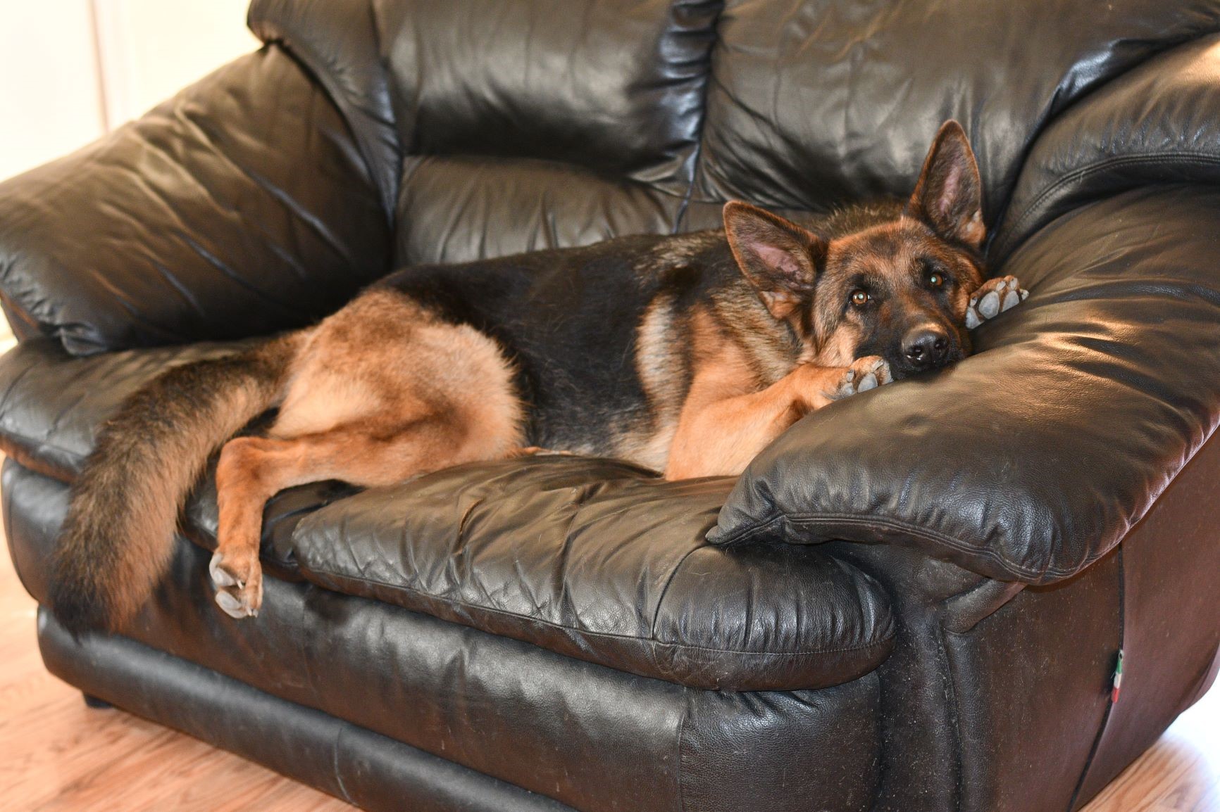 German Shepherd Willow on Couch