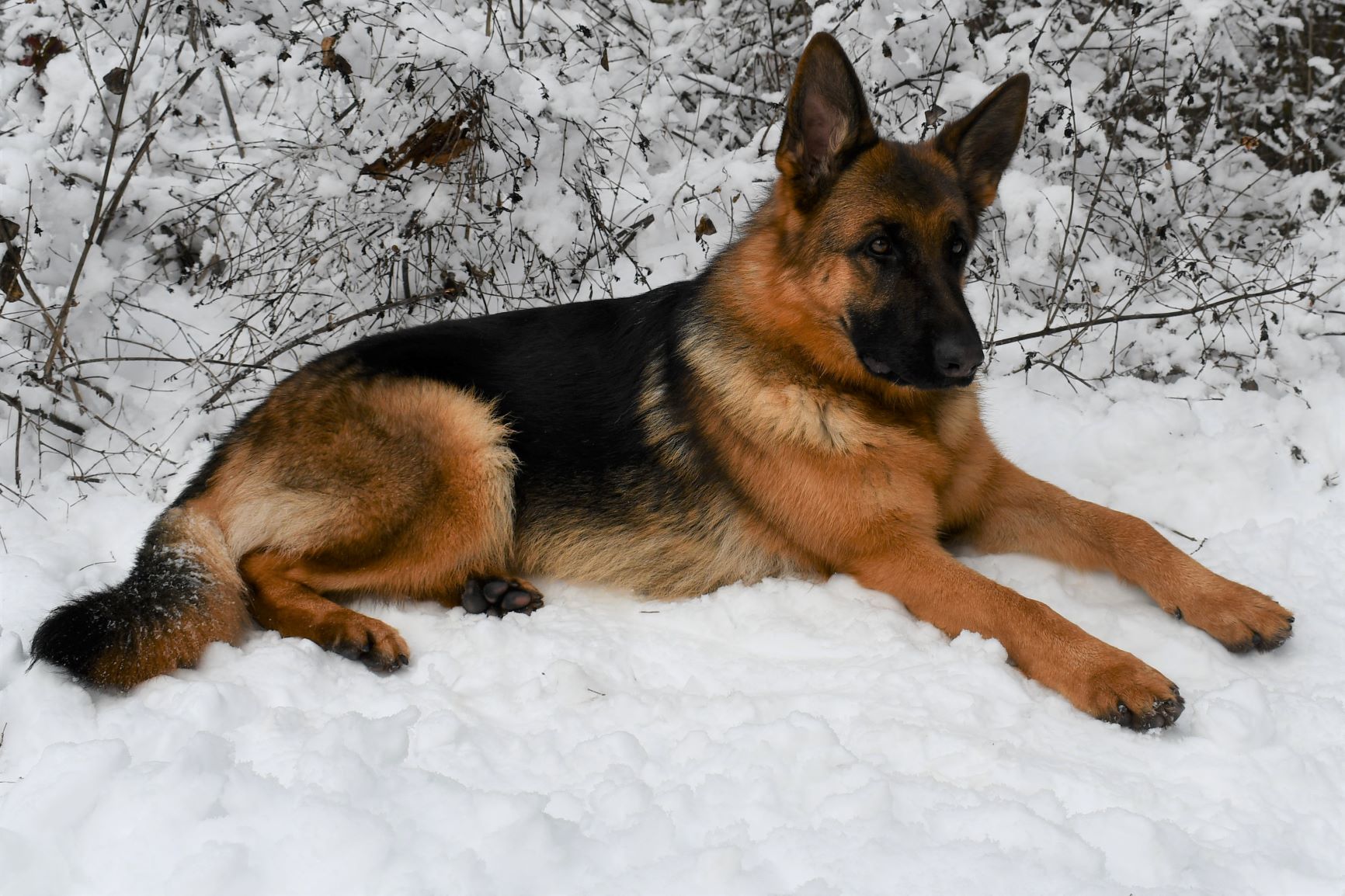 Tiltonhaus German Shepherd Puppy in Snow