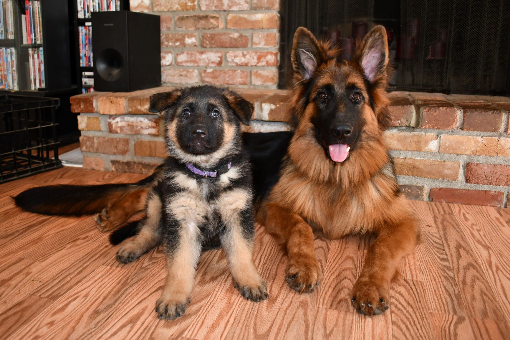 two german Shepherd puppies