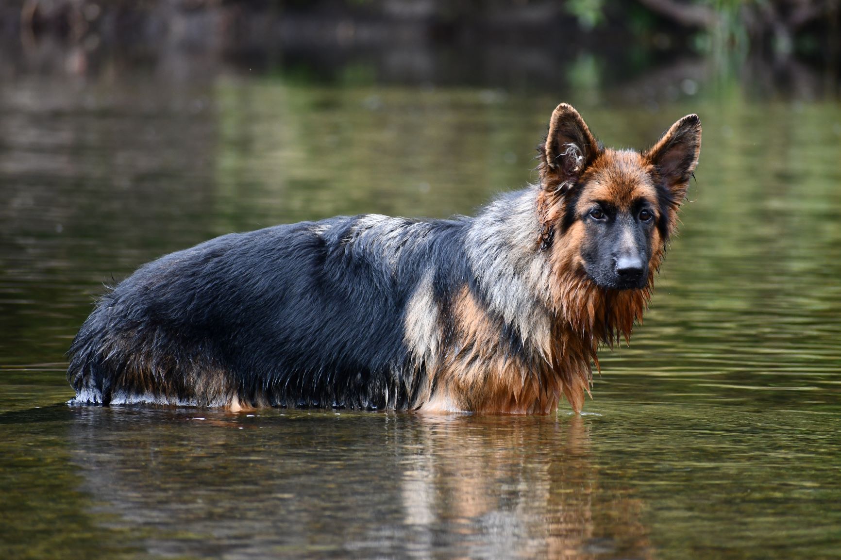 tiltonhaus German Shepherd in water