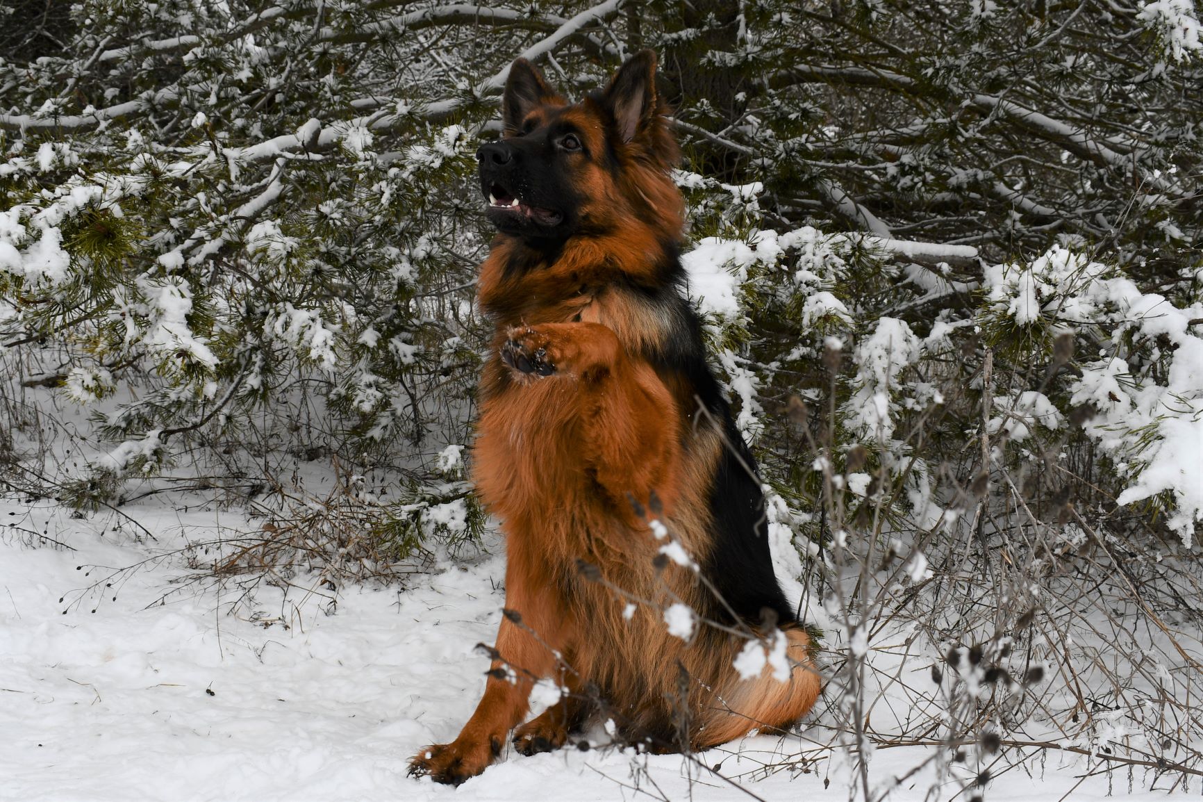 Tiltonhaus German Shepherd waving in snow