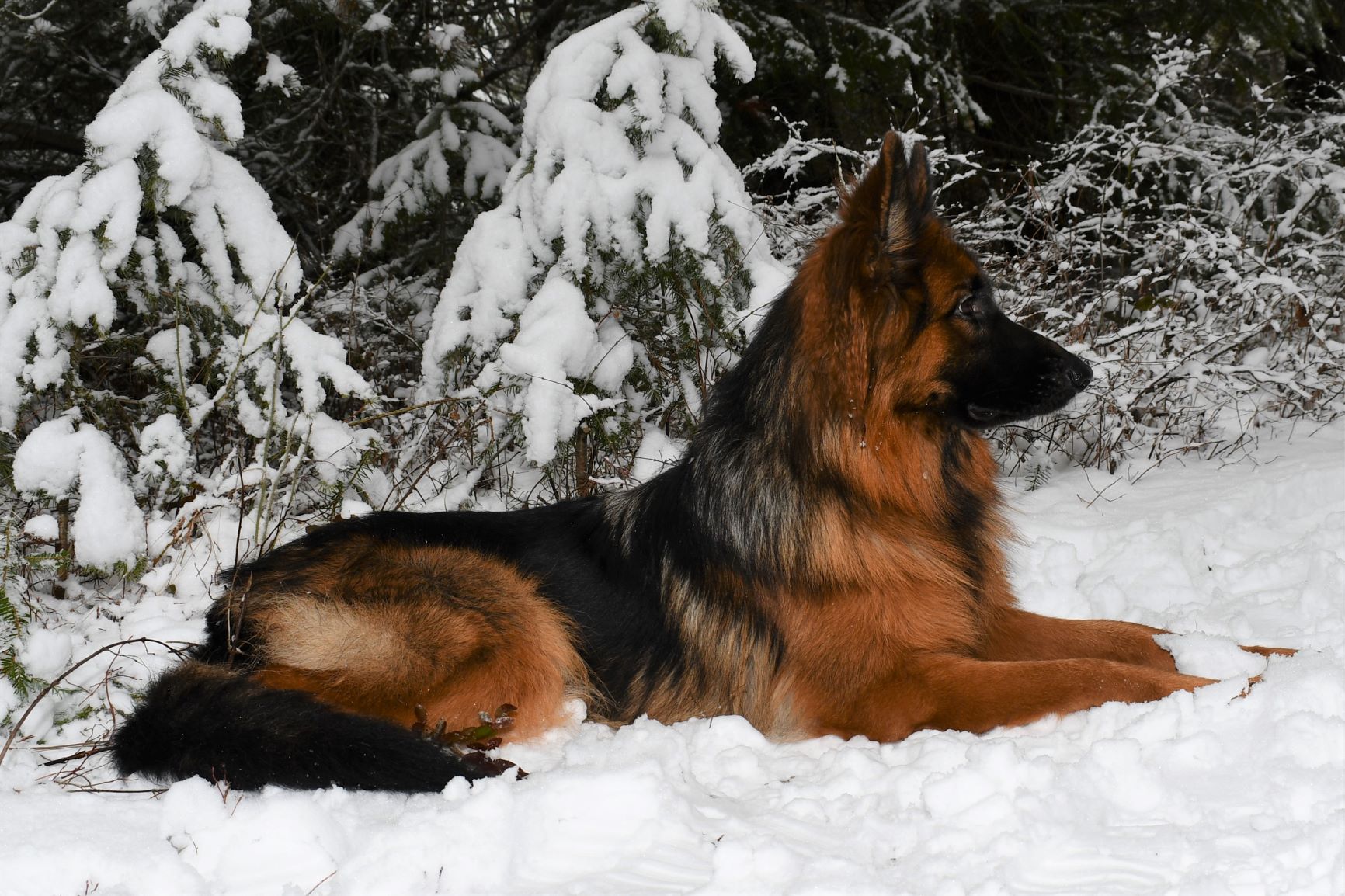 Tiltonhaus German Shepherd laying in snow