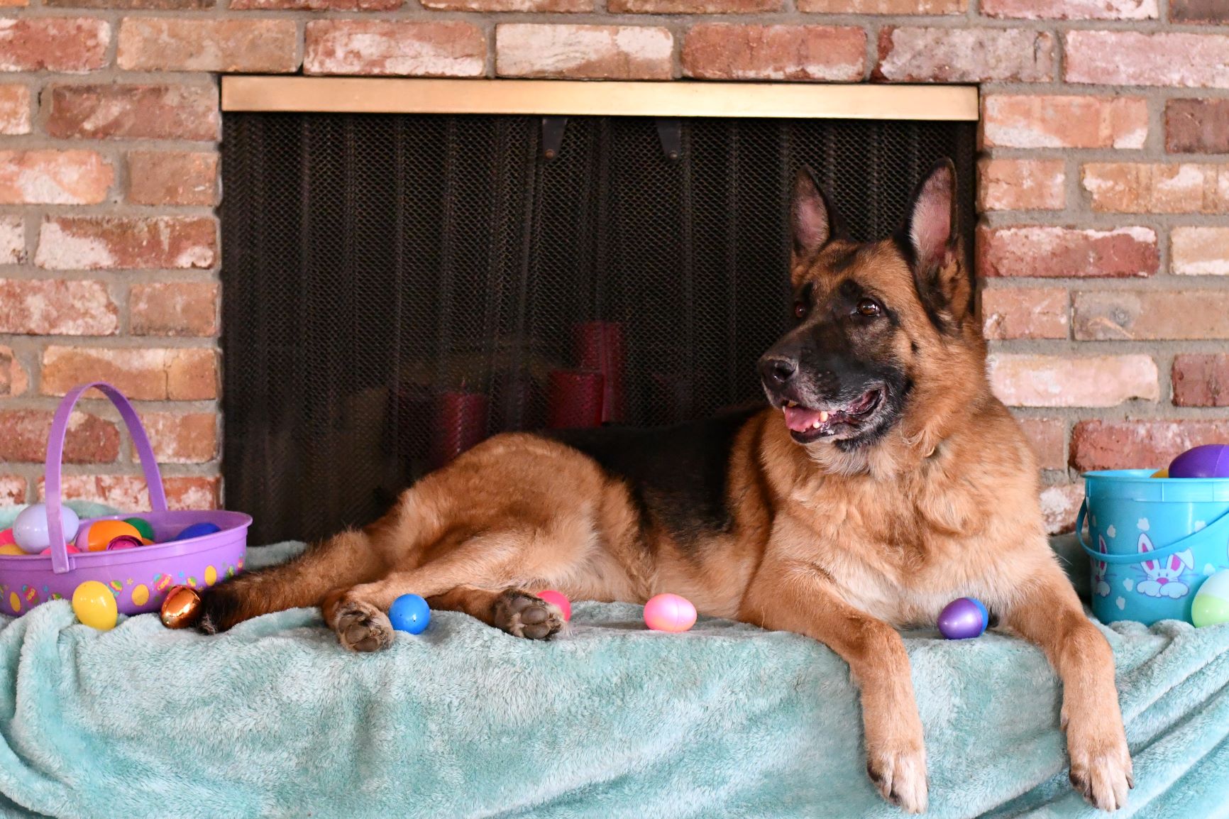 Easter-German-Shepherd-Tiltonhaus