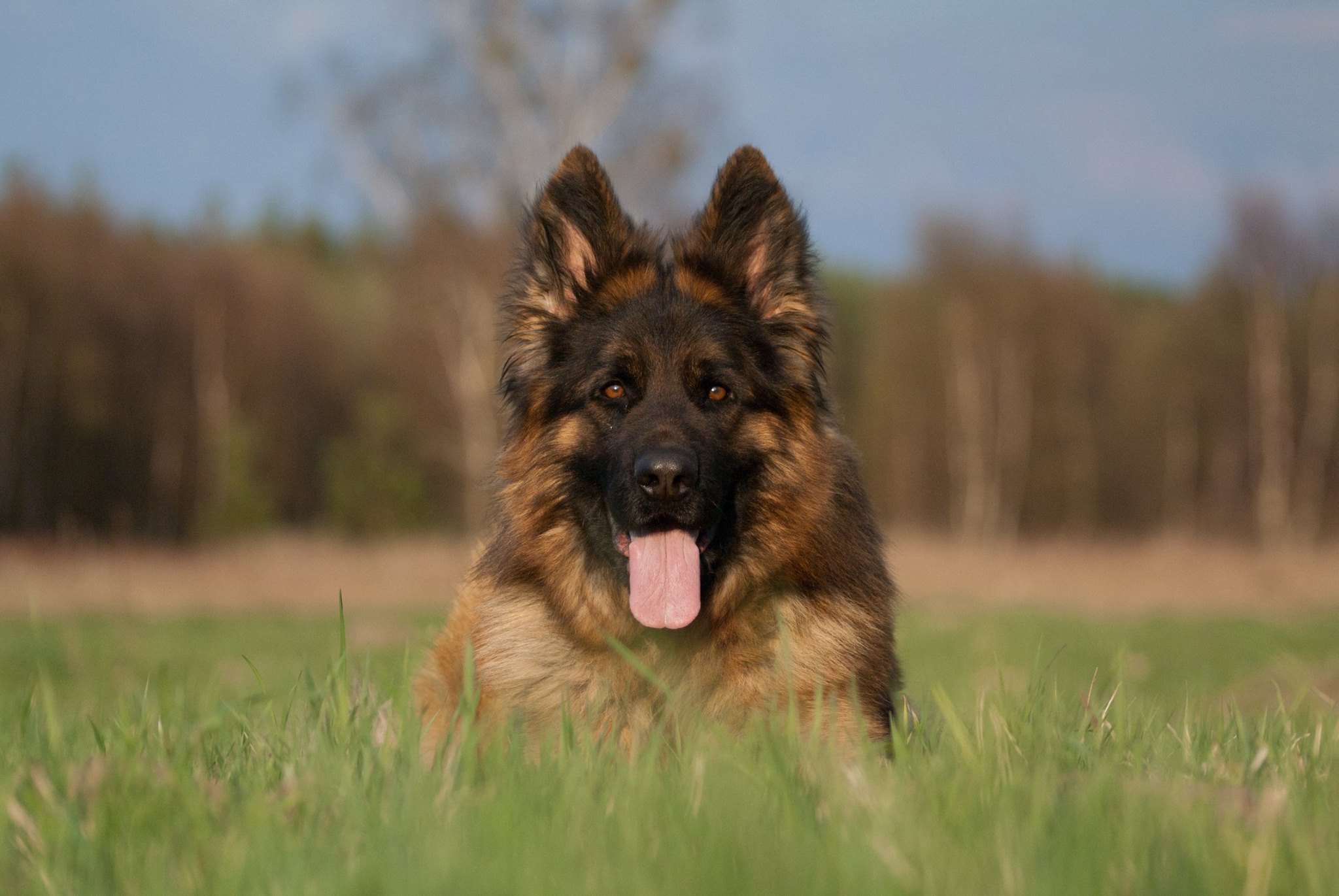 German Shepherd