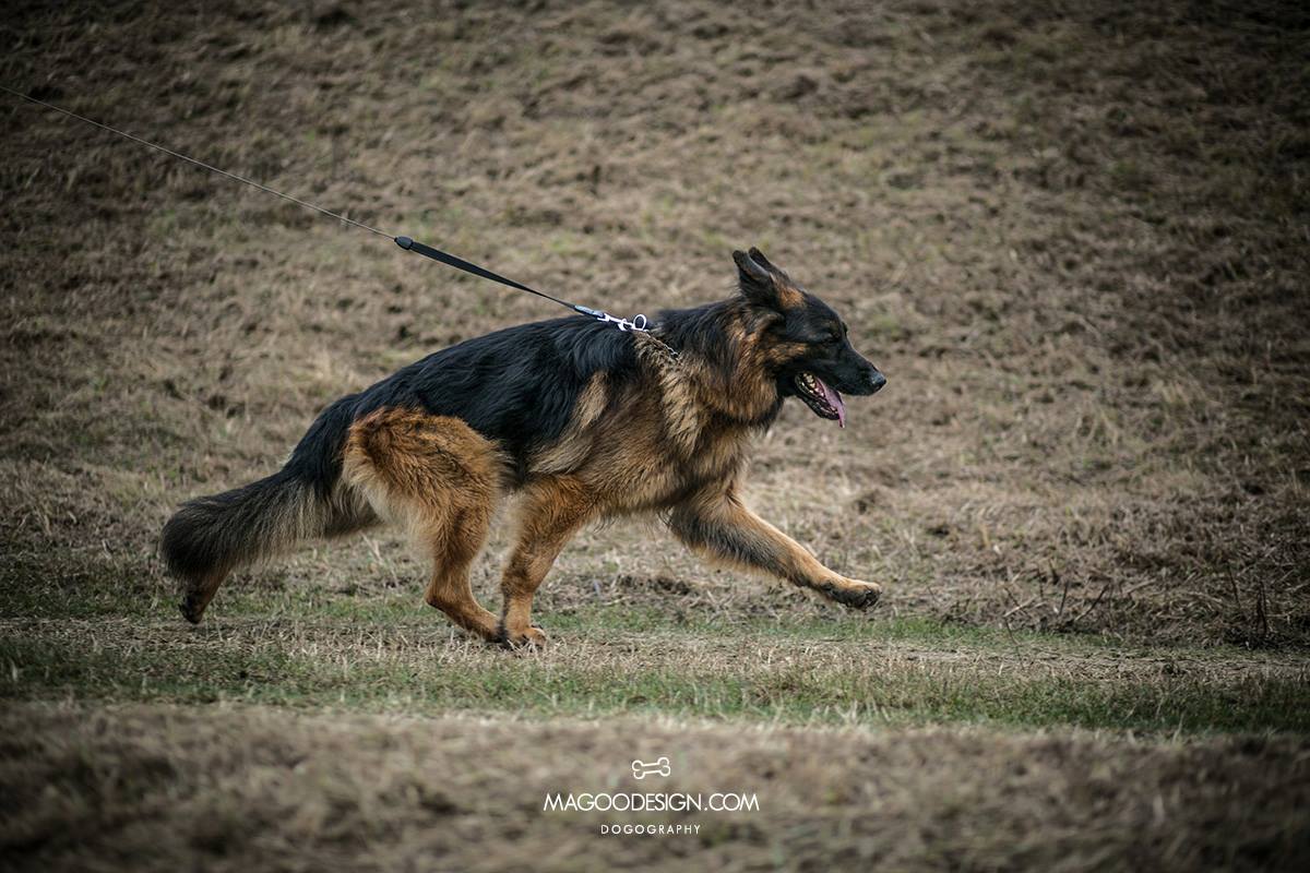 Tiltonhaus German Shepherds