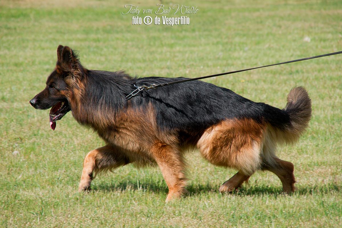 Long hair german shepherd