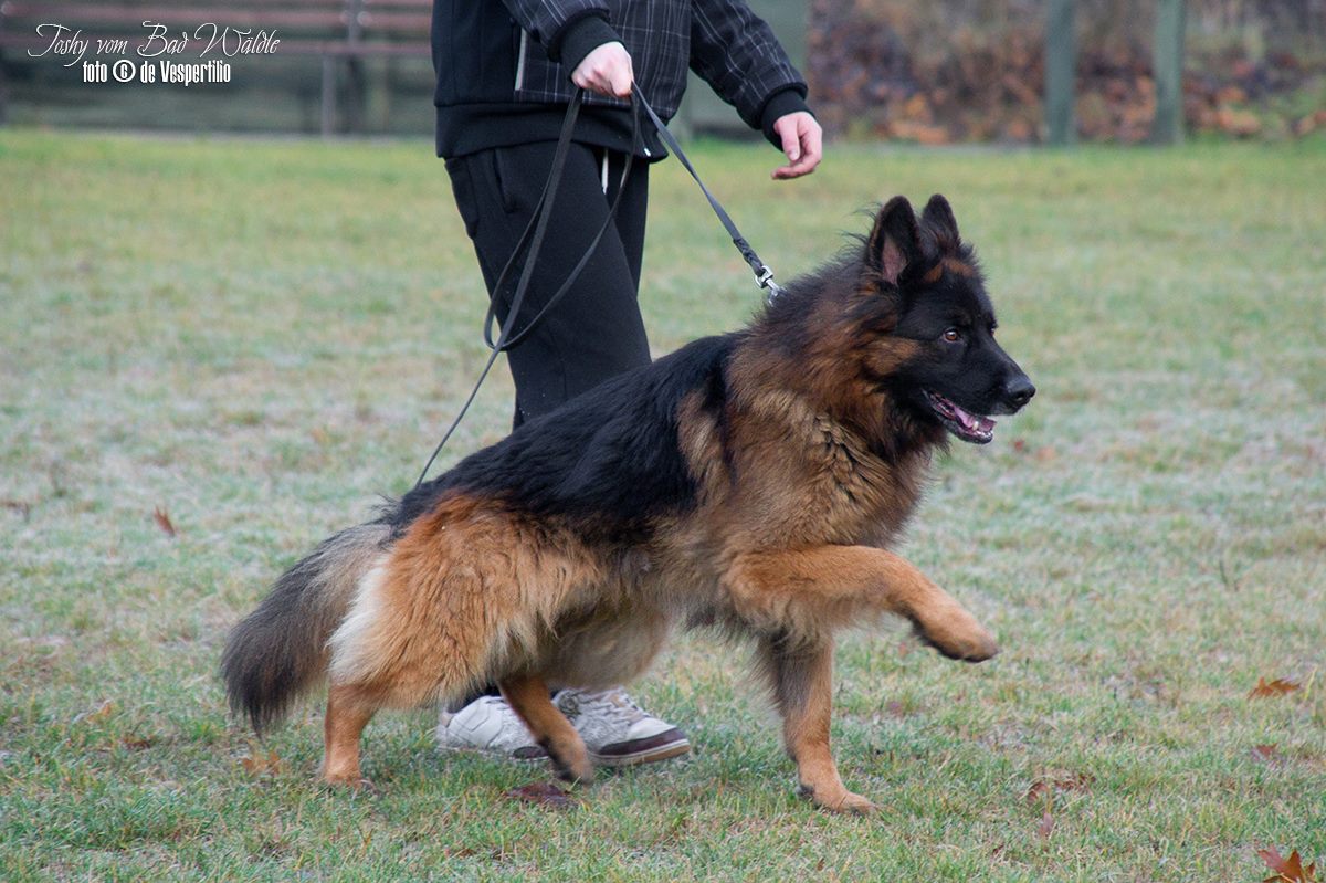 Toshy german shepherd